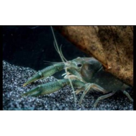 Procambarus cubensis - Kubakrebs