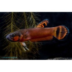 Betta macrostoma (DNZ) pair male and female