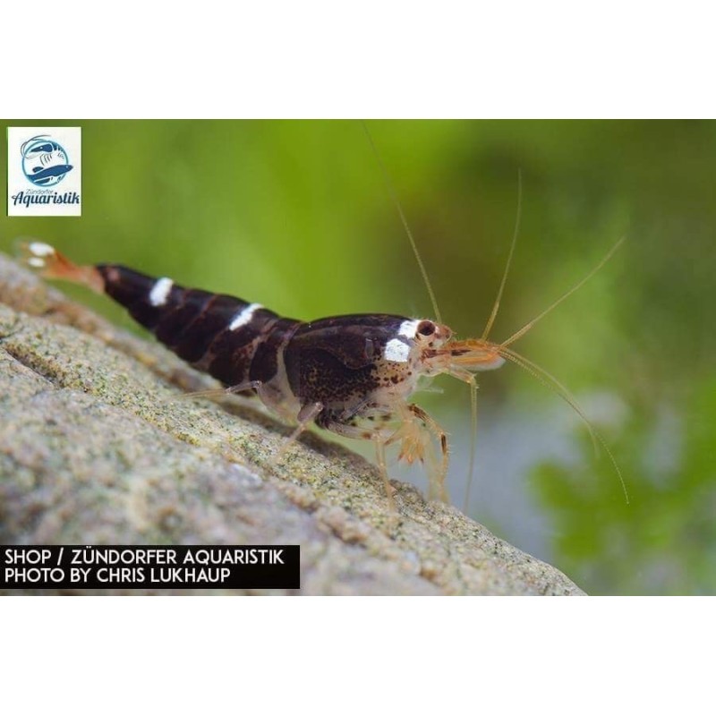 Caridina cantonensis "Super Crystal Black"