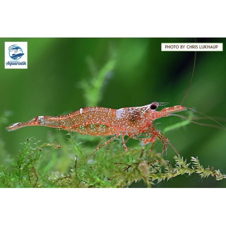 Caridina Loeheae Sulawesi