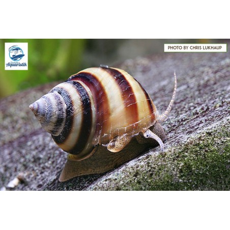 Taia Naticoides Pinselalgenschnecke