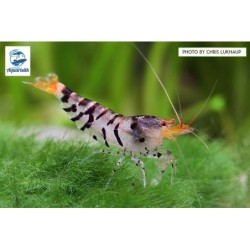 Caridina mariae Super Tigergarnele