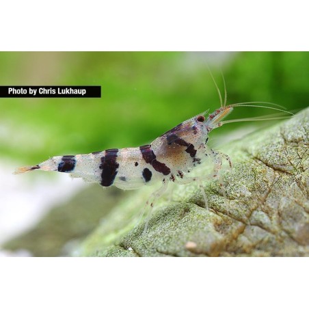 Caridina sp.Raccoon Tiger