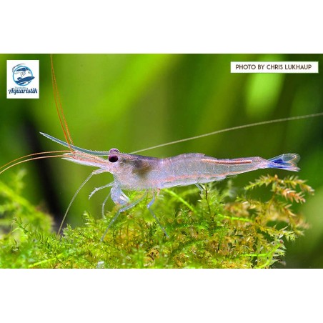 Caridina Cerulea- Blaufußgarnele (EDNZ)