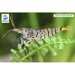 Caridina mariae Galaxy Tiger