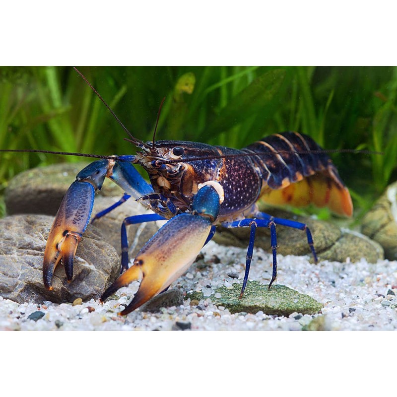 Cherax sp. bluemoon (Marble)