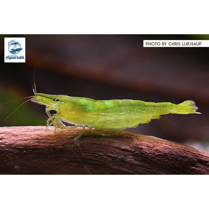 Caridina cf. babaulti Green Grüne Zwerggarnele