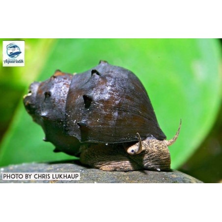 Stachelige Turmdeckelschnecke - Igelschnecke - Brotia Armata