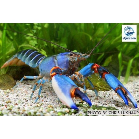 Cherax Alyciae Blue-Kong