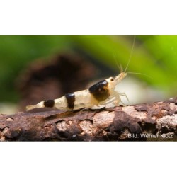 Caridina boehmei - Mambo Bee