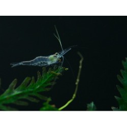 Nigerian hover shrimp - Desmocaris trispinosa