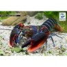 Cherax Alyciae  "Fire  claw"