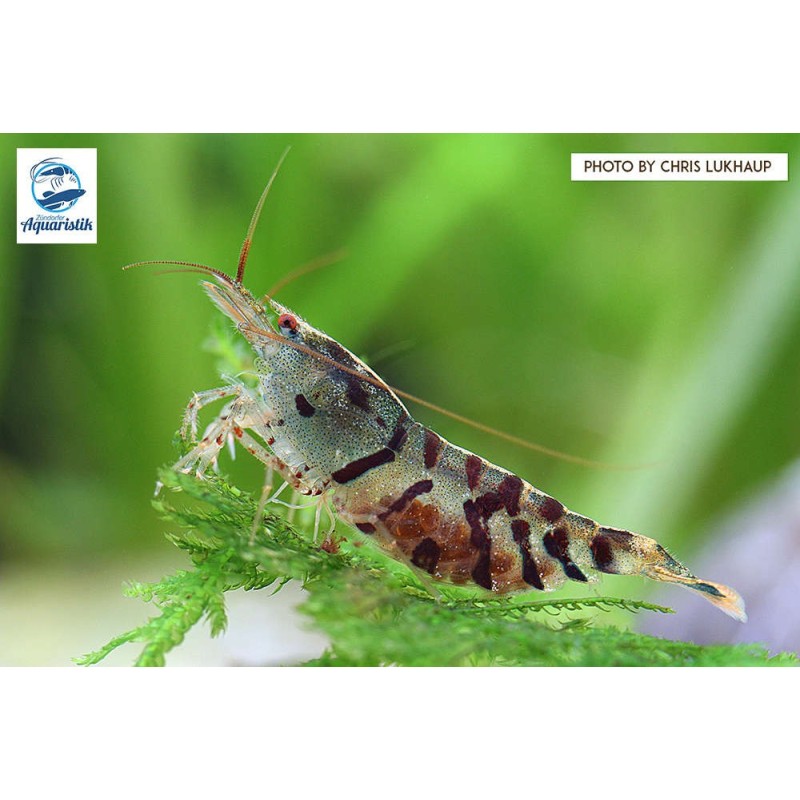 Caridina cf. cantonensis Tiger/Tiger Garnelen