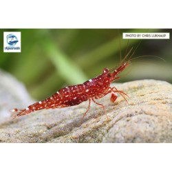 Caridina glaubrechti - Red Orchid