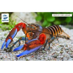 Cherax peknyi*Blue Claw*  Rarität