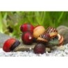 Neritina Waigensis Rote Rennschnecke, Maori-Rennschnecke