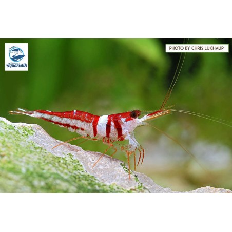 Caridina woltereckae - Harlekingarnele Sulawesi