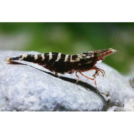 Caridina Holthuisi Sulawesi Garnele