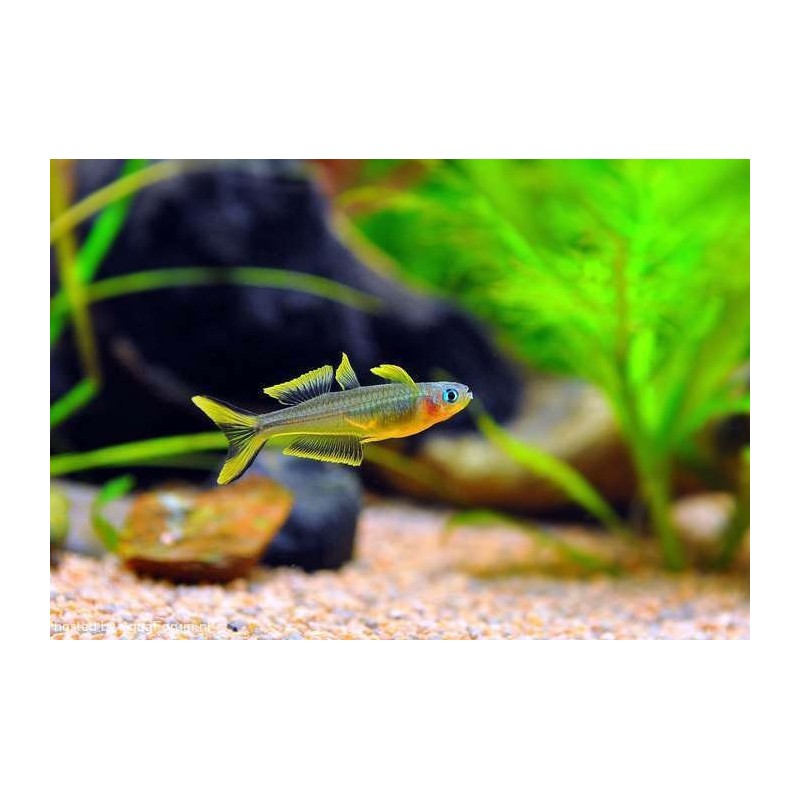 Pseudomugil Furcartus - Gabelschwanz-Blauauge
