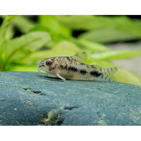 Corydoras habrosus-Marmorierte Zwergpanzerwels DNZ