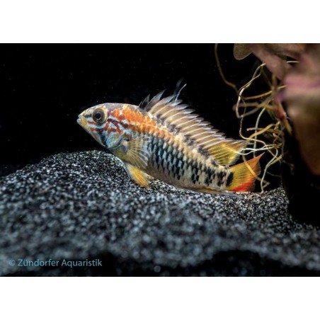 Apistogramma macmasteri - "Villavicencio- Zwergbuntbarsch"