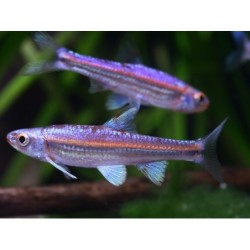 Notropis chrosomus - "Rainbowshiner"