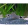 Corydoras hastatus - Echter Zwergpanzerwels