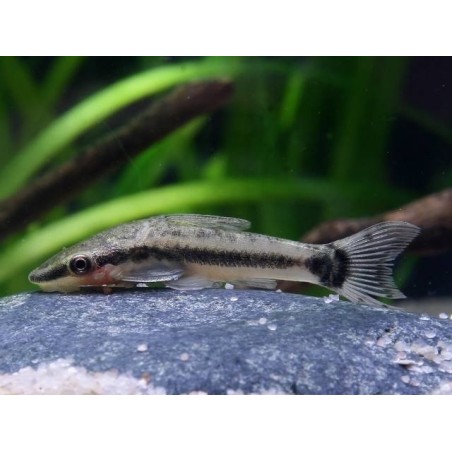 Ohrgitterharnischwels, Otocinclus affinis (Minifisch)