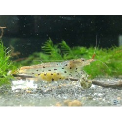 Caridina rubropunctata (Leopardgarnele)