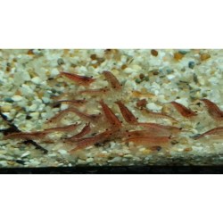 Neocaridina davidi var. red fire (DNZ)