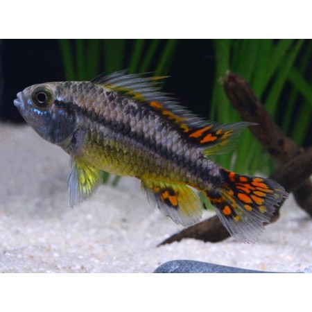 Apistogramma cacatuoides - "Dreifachrot"