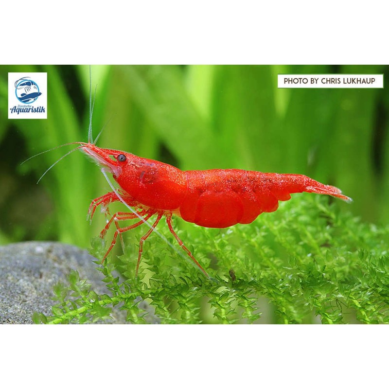 Neocaridina davidi var. red sakura rouge (progéniture)