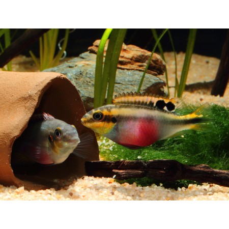 Pelvicachromis pulcher - Purpurprachtbarsch