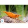 Neocaridina davidi var. orange sakura (DNZ)