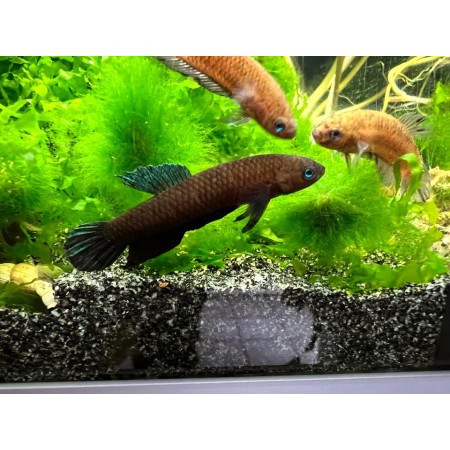 Laub-Zwergkampffisch ( Betta persephone ) DNZ - große Tiere