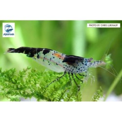 Neocaridina davidi var. carbon rilli (DNZ)