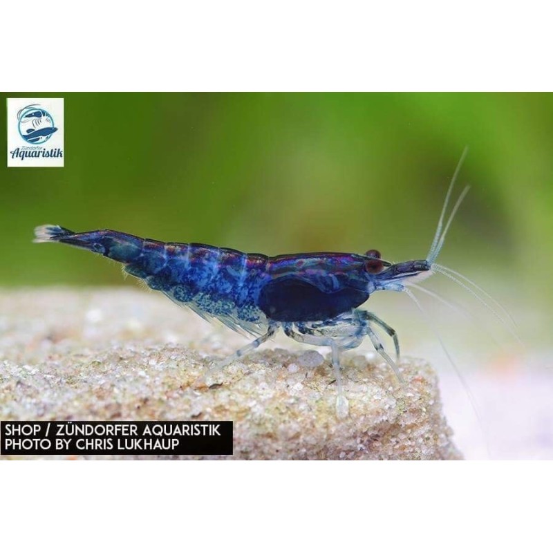 Neocaridina davidi var. blue dream (DNZ)