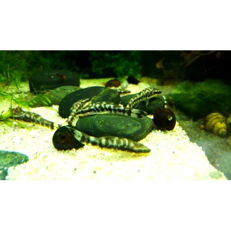 Zebra-Otocinclus, Otocinclus cocama *Zeldzaamheid*