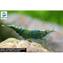 Neocaridina davidi var. Jade green (DNZ)