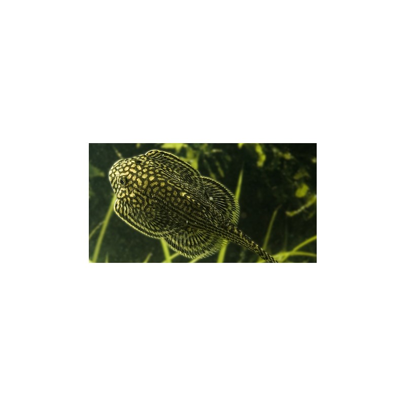Sewellia lineolata - Linien-Flossensauger