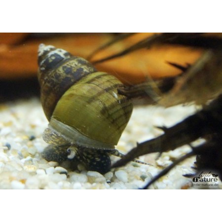 Cipangopaludina leucythoides - Tigerturmdeckelschnecke