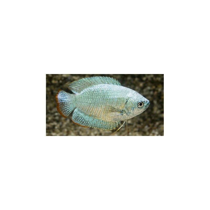 Colisa lalia -Zwergfadenfisch Cobalt Blau (Paarpreis)
