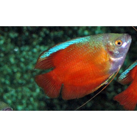 Colisa lalia -Zwergfadenfisch Rot (Paarpreis)