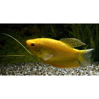Goldener Fadenfisch - Trichopodus trichopterus