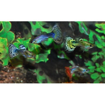 Poecilia reticulata (Guppy) - Snakeskin Mix Male