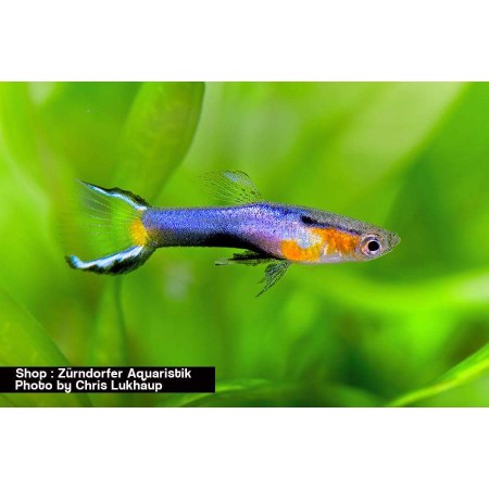 Guppy Endler Blue Star Mixed (m/f)    DNZ