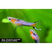 Guppy Endler Blue Star Mixed (m/f)    DNZ