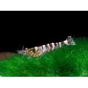 Caridina Serratirostris - Ninja Shrimp