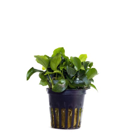 ANUBIAS NANA BONZAI