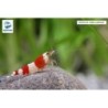 Caridina cantonensis var. Red Bee (DNZ)